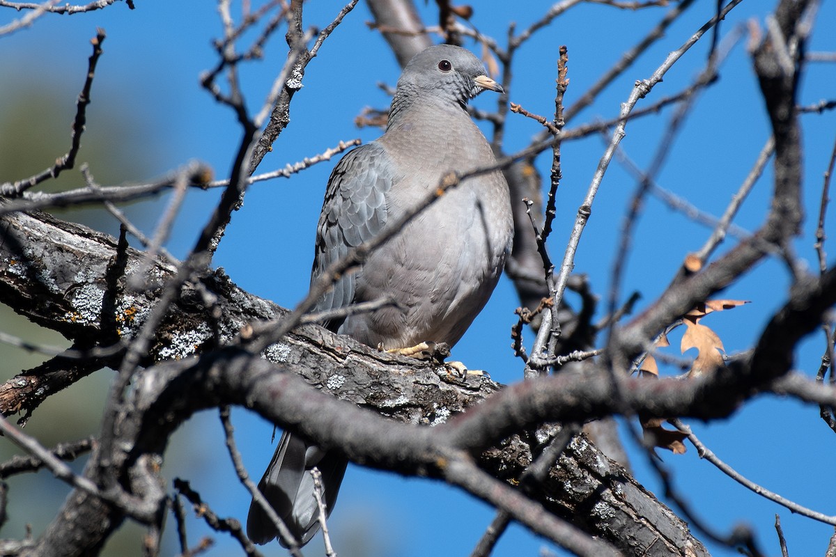 Band-tailed Pigeon - ML644820035