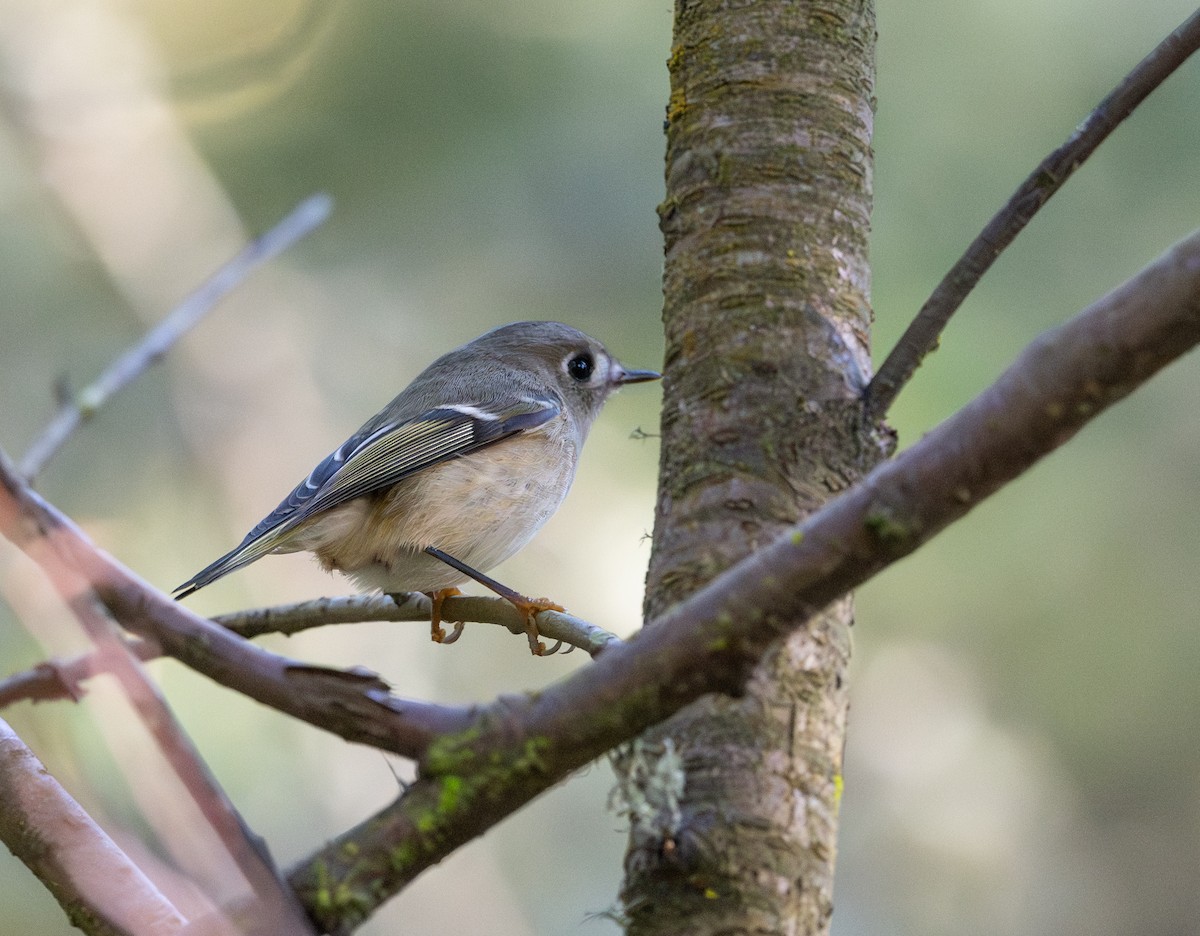 Ruby-crowned Kinglet - ML644820036
