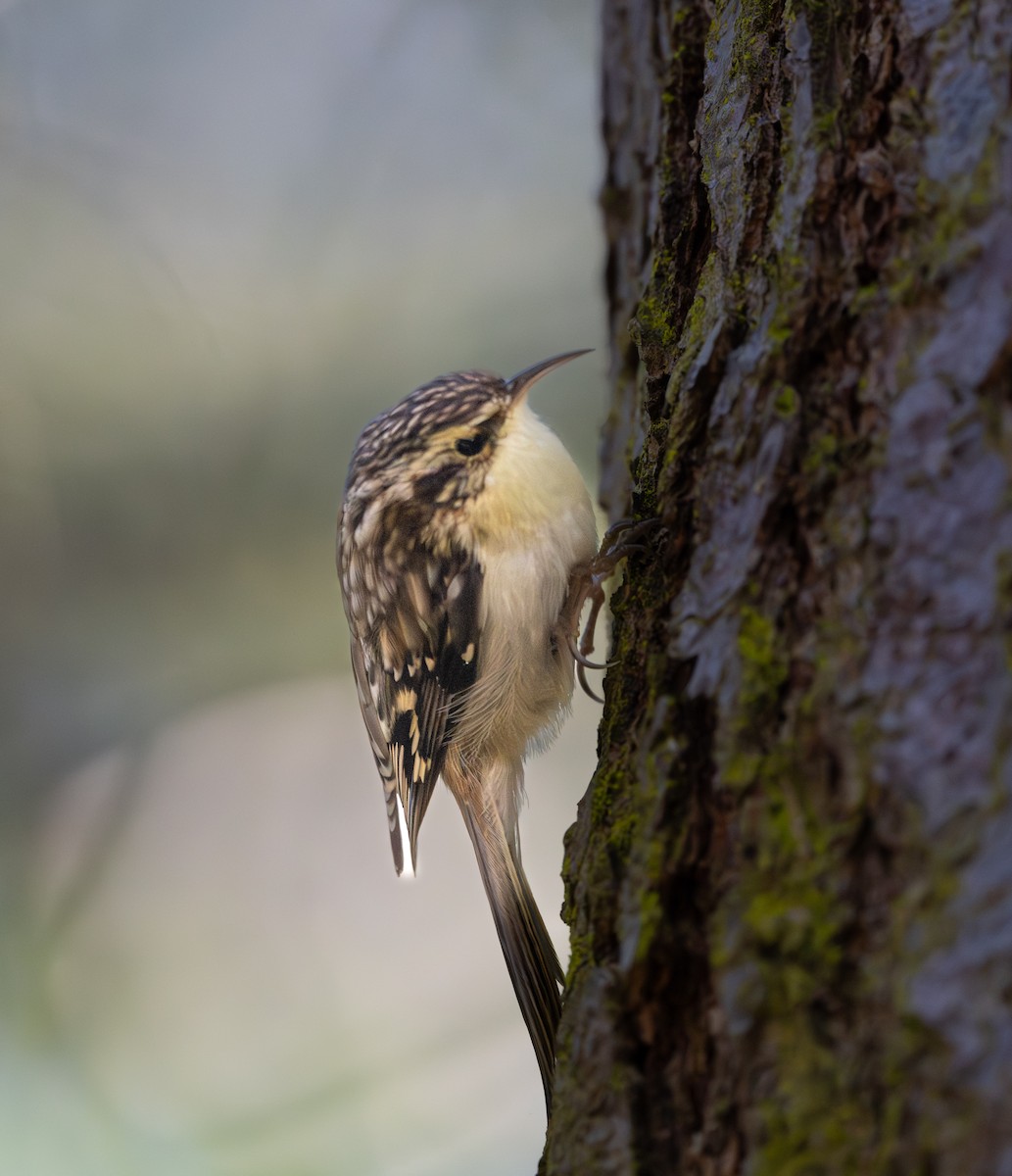 Brown Creeper - ML644820039