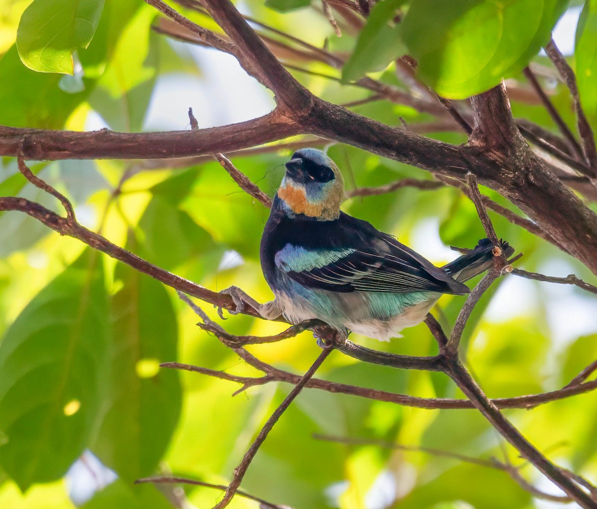 Golden-hooded Tanager - ML644820046