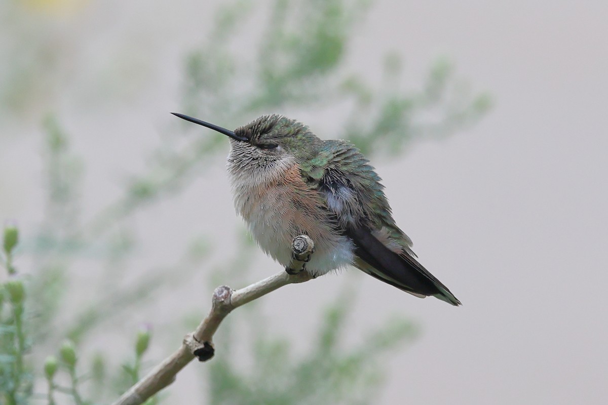 rødkolibri - ML644820047