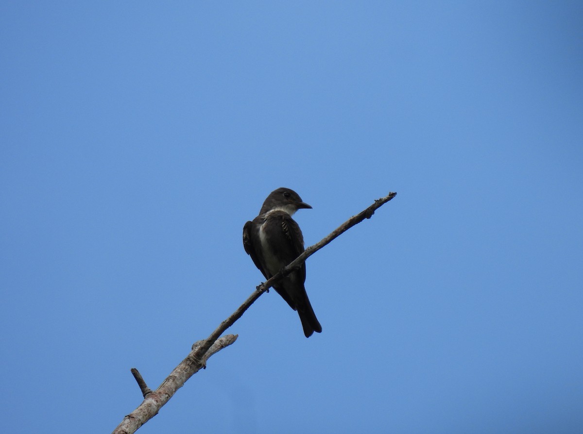 ナキヒタキモドキ - ML644820050