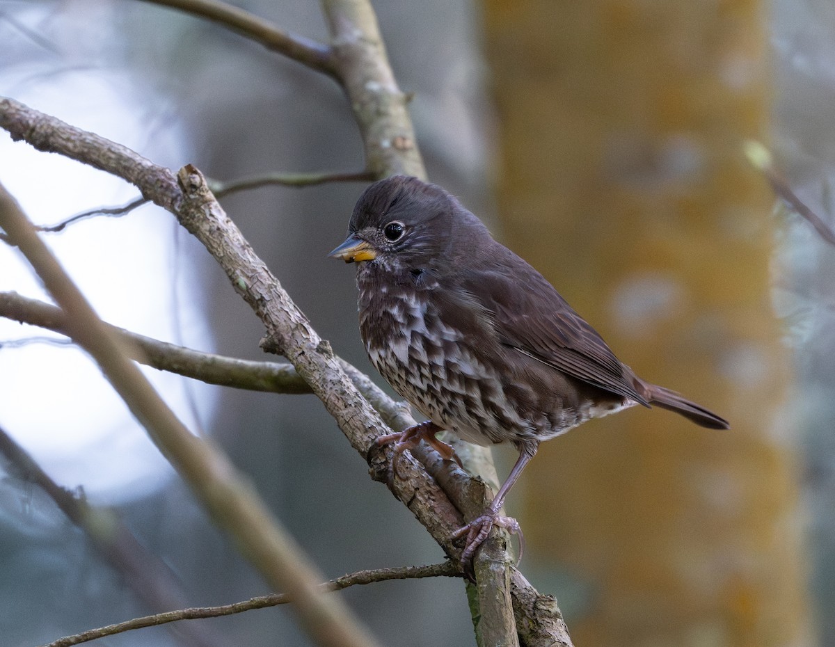 Fox Sparrow - ML644820057