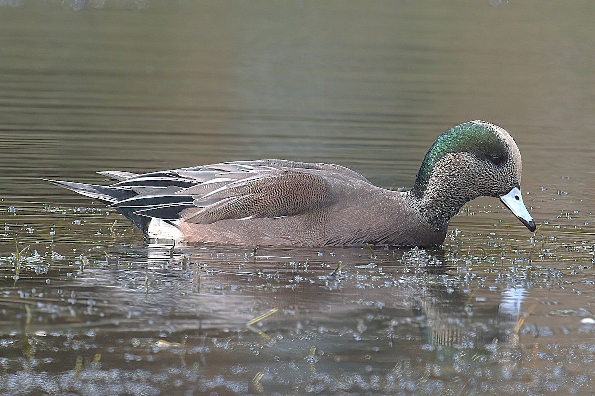 American Wigeon - ML644820083