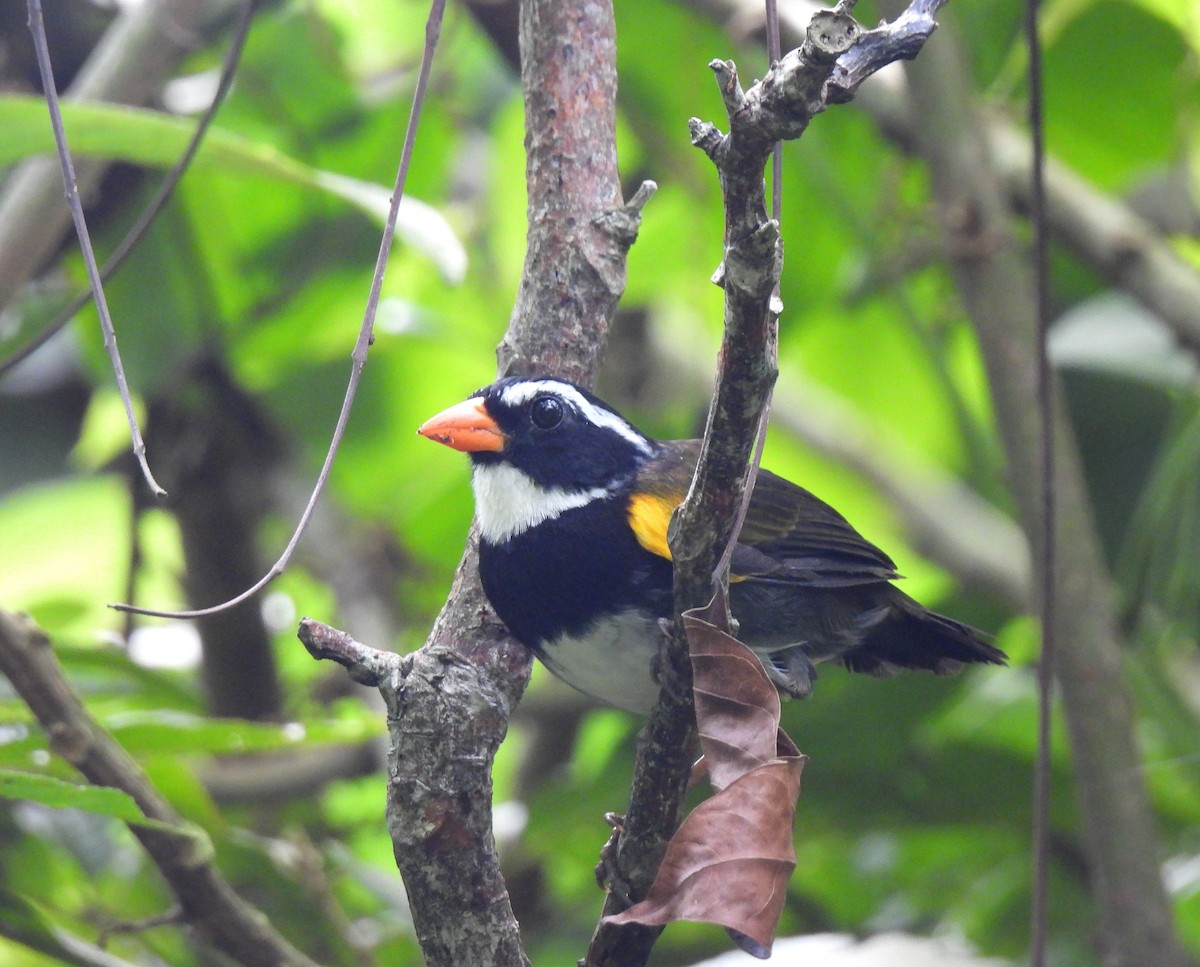 Orange-billed Sparrow - ML644820090