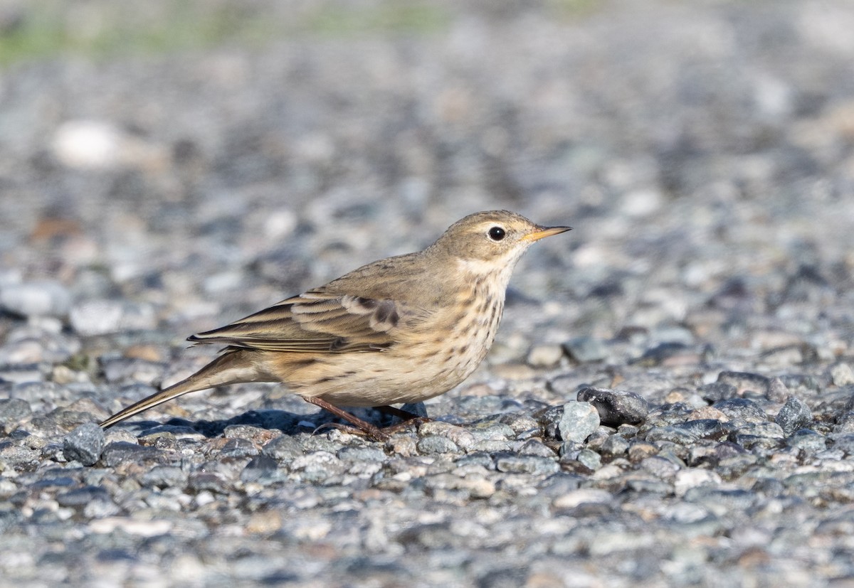 American Pipit - ML644820091