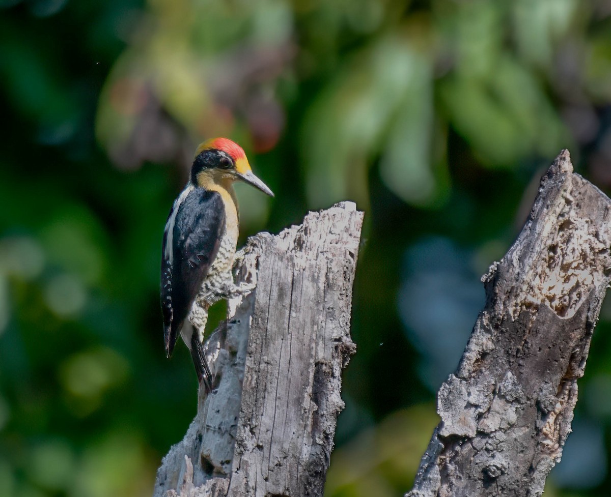 Golden-naped Woodpecker - ML644820094