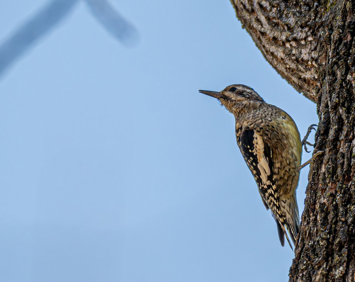 Sarı Karınlı Ağaçkakan - ML644820100