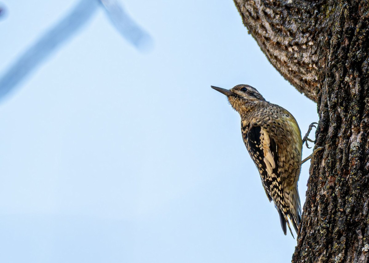 Sarı Karınlı Ağaçkakan - ML644820101