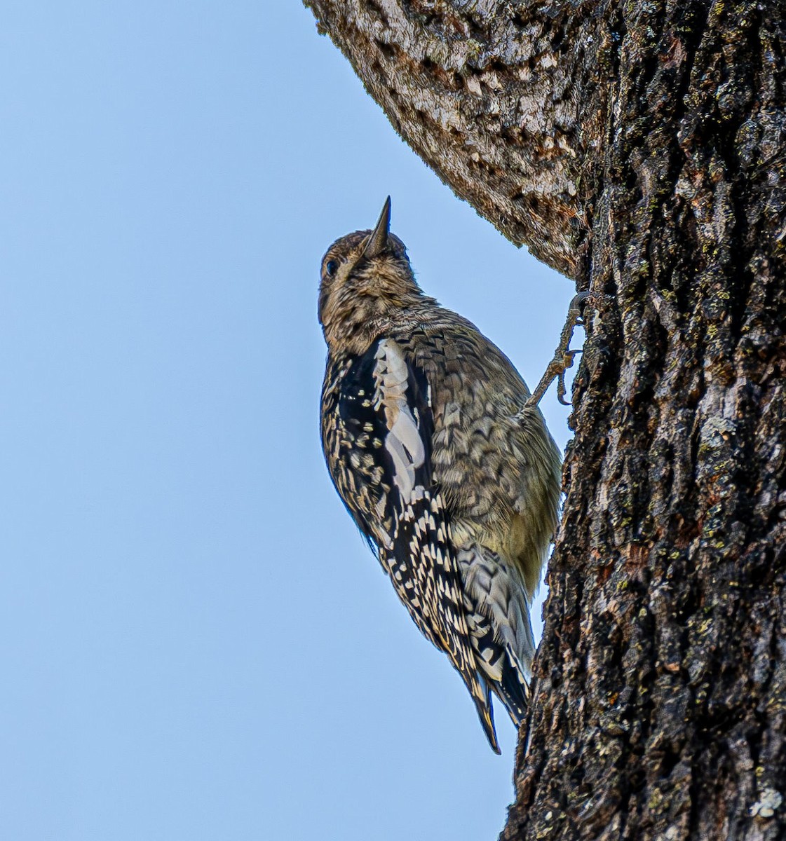 Sarı Karınlı Ağaçkakan - ML644820103