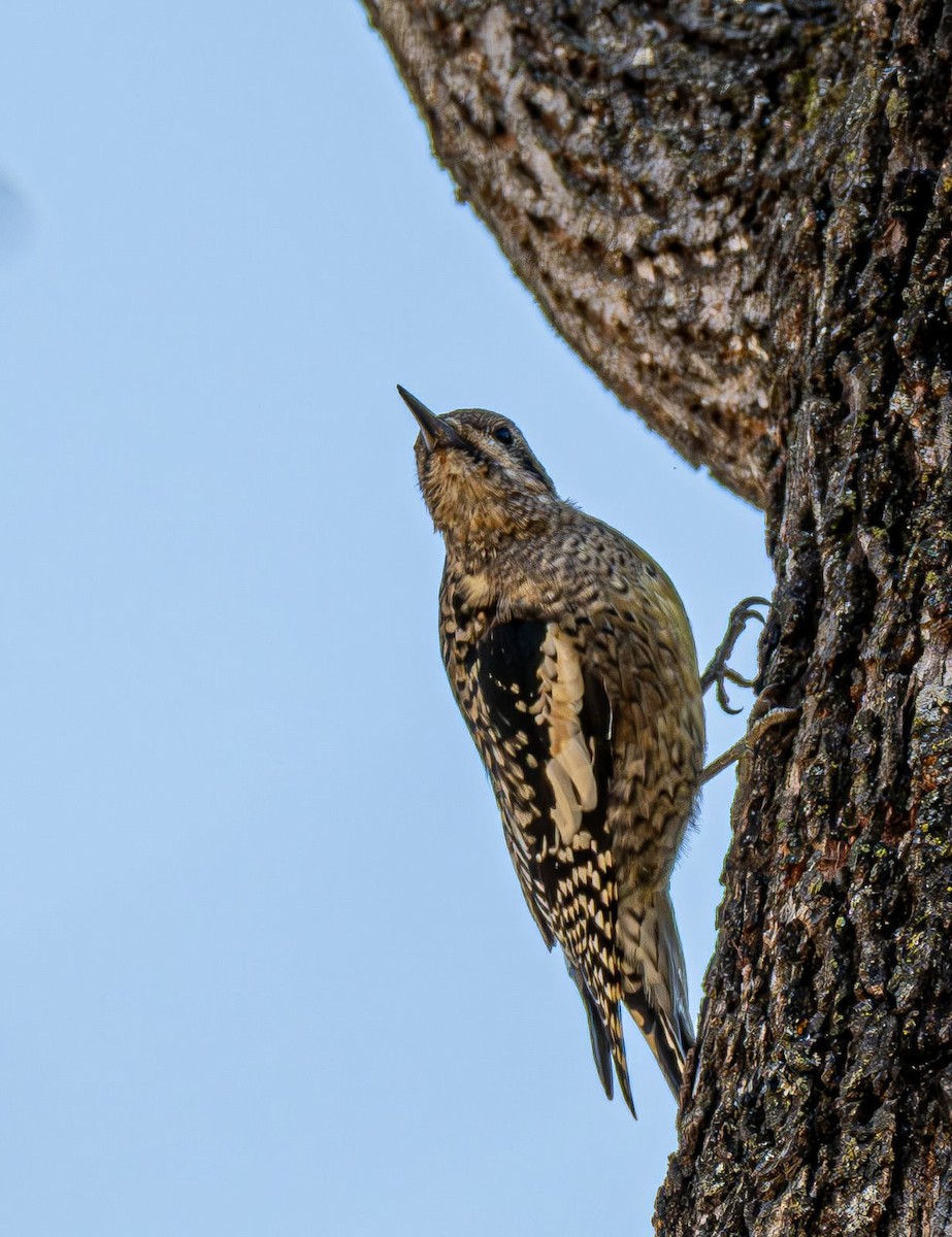 Sarı Karınlı Ağaçkakan - ML644820104