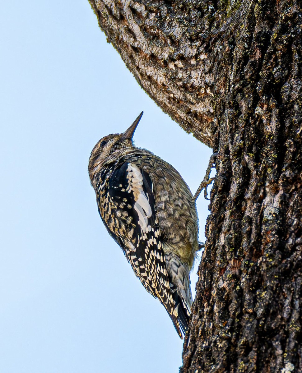 Sarı Karınlı Ağaçkakan - ML644820106