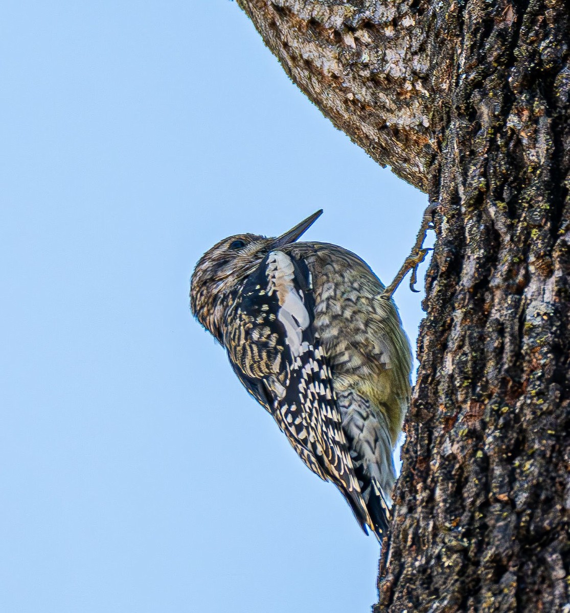 Sarı Karınlı Ağaçkakan - ML644820107
