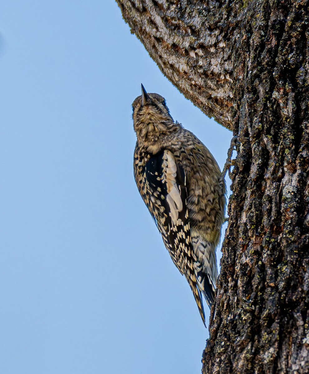 Sarı Karınlı Ağaçkakan - ML644820108
