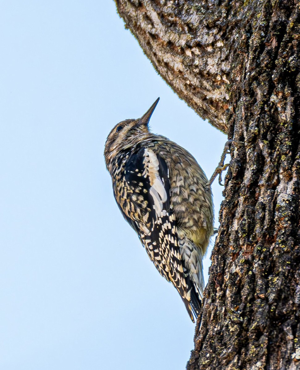 Sarı Karınlı Ağaçkakan - ML644820109