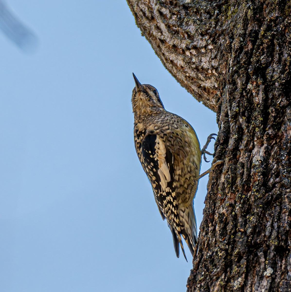 Sarı Karınlı Ağaçkakan - ML644820112