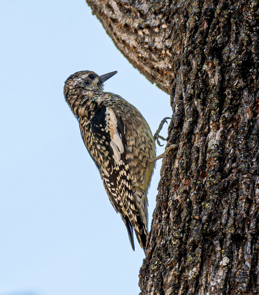 Sarı Karınlı Ağaçkakan - ML644820114