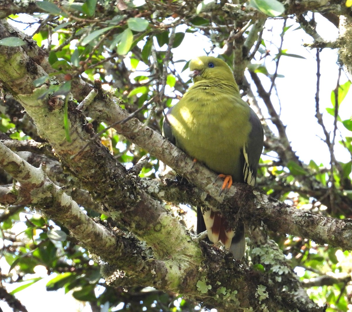 Madagaskargrüntaube - ML644820119