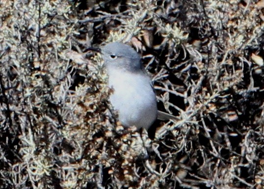 Blue-gray Gnatcatcher - ML644820126