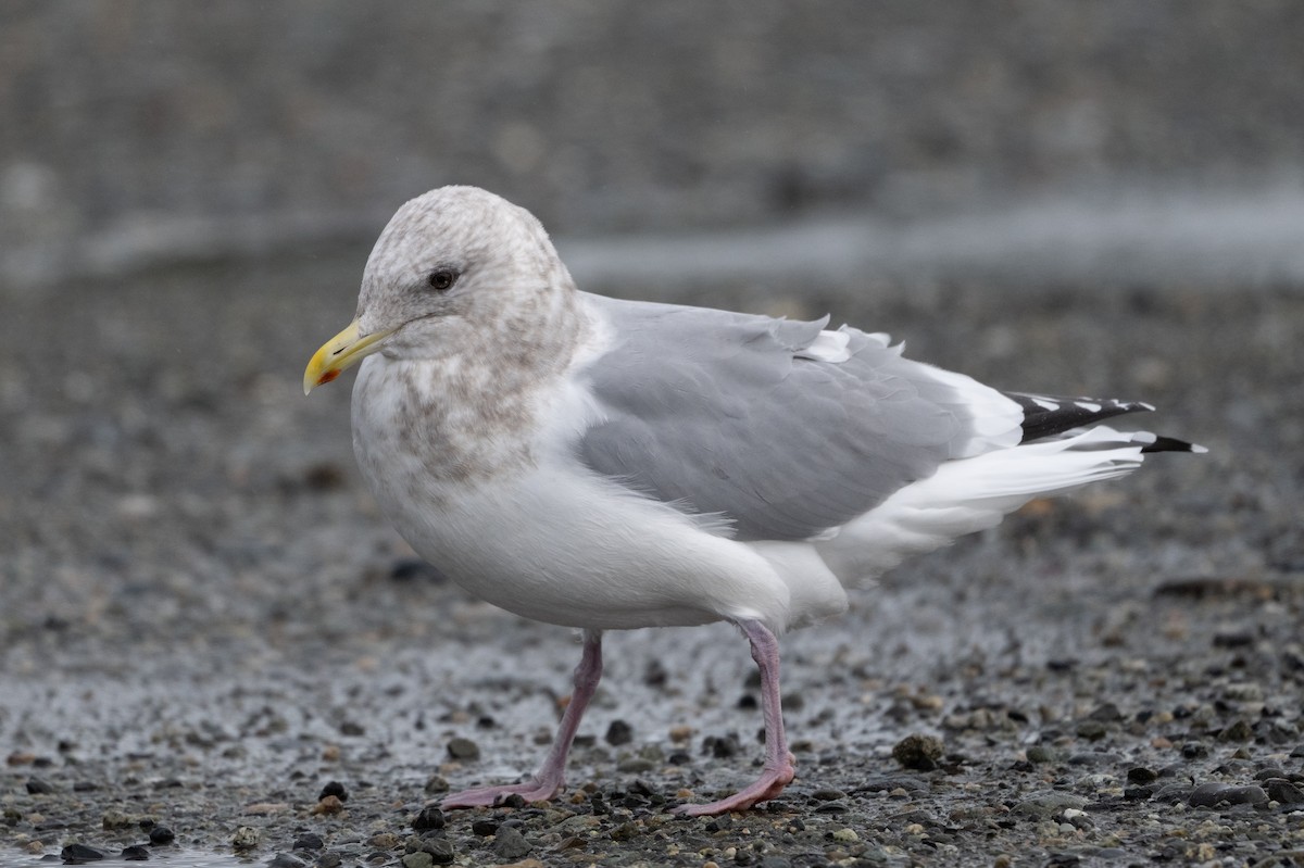 Iceland Gull - ML644820136