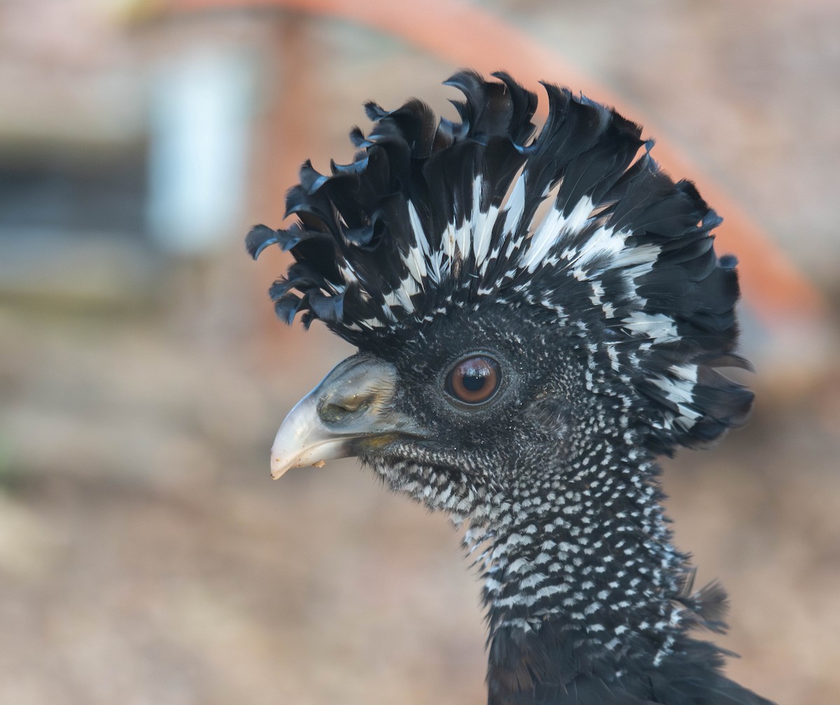Great Curassow - ML644820168
