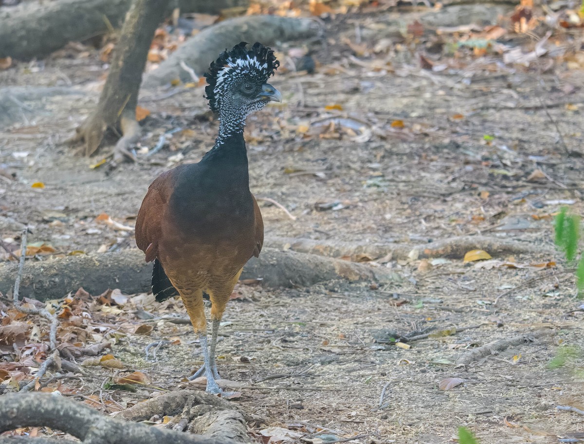 Great Curassow - ML644820169