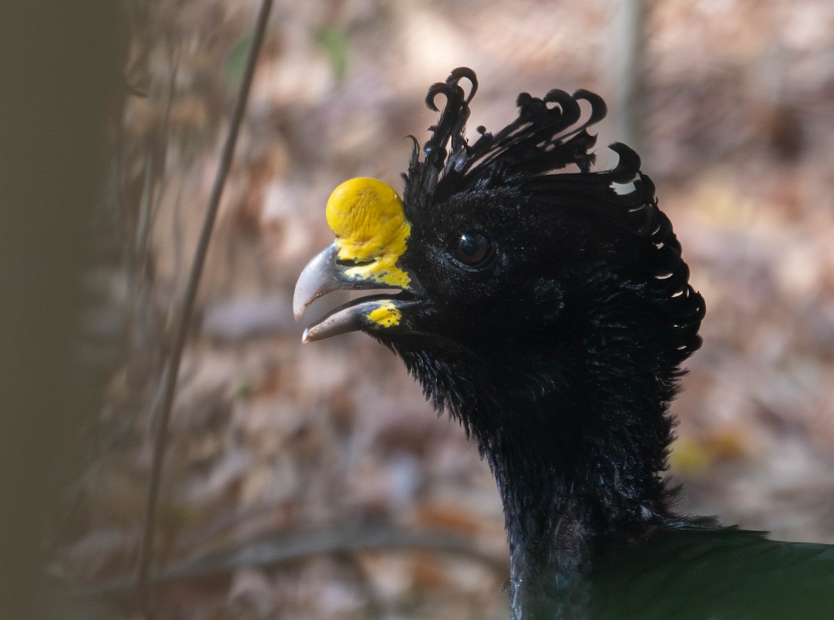 Great Curassow - ML644820170