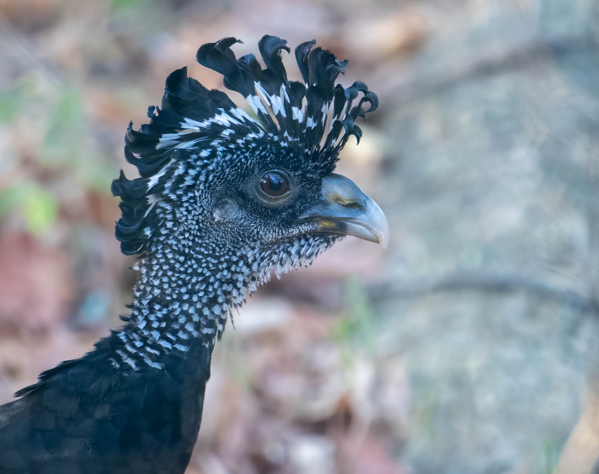 Great Curassow - ML644820171