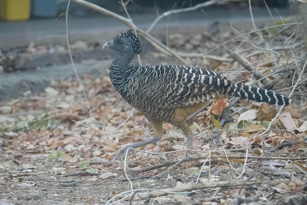 Great Curassow - ML644820172