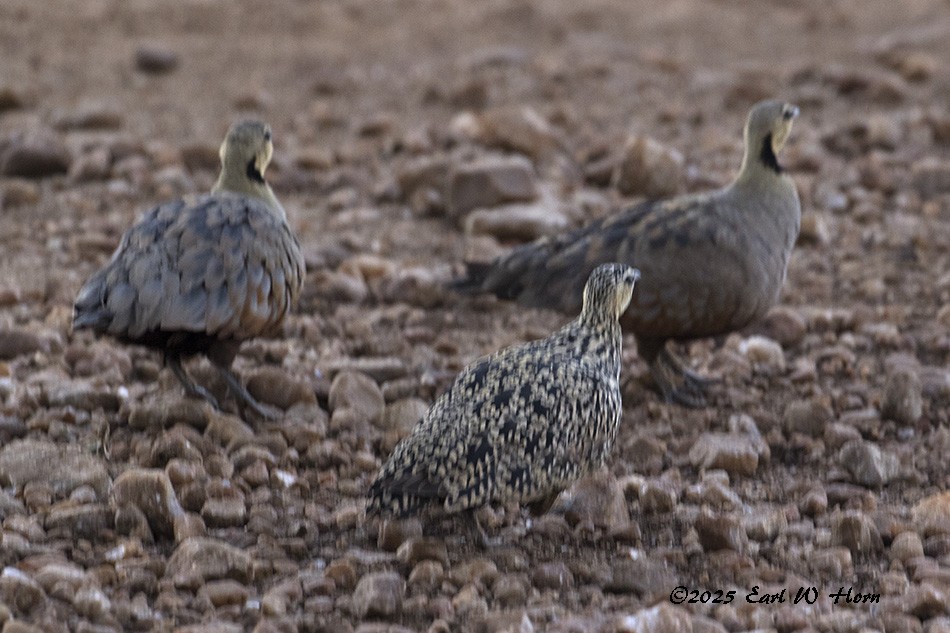 Рябок жовтогорлий - ML644820174