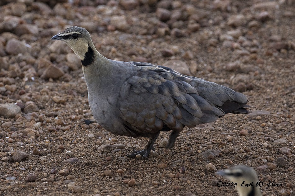 Рябок жовтогорлий - ML644820175