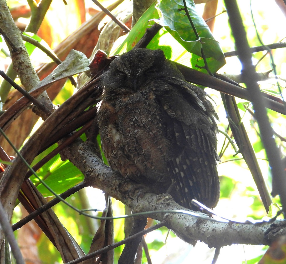 Madagascar Scops-Owl (Rainforest) - ML644820194