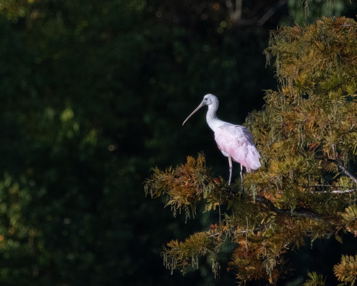Roseate Spoonbill - ML644820197