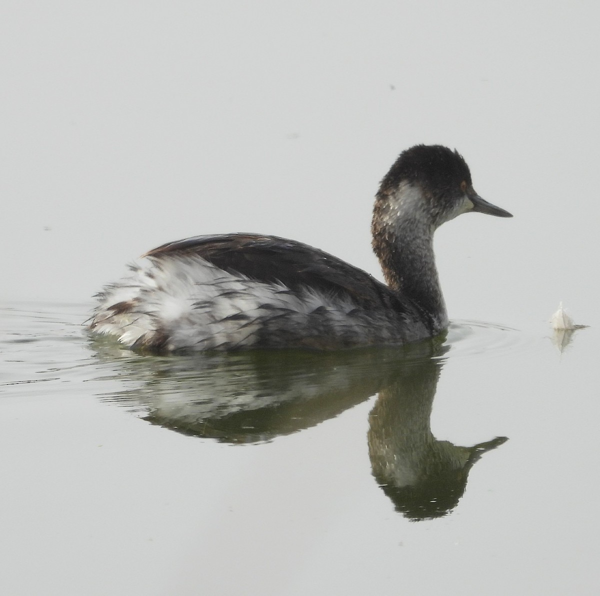 potápka černokrká - ML644820201