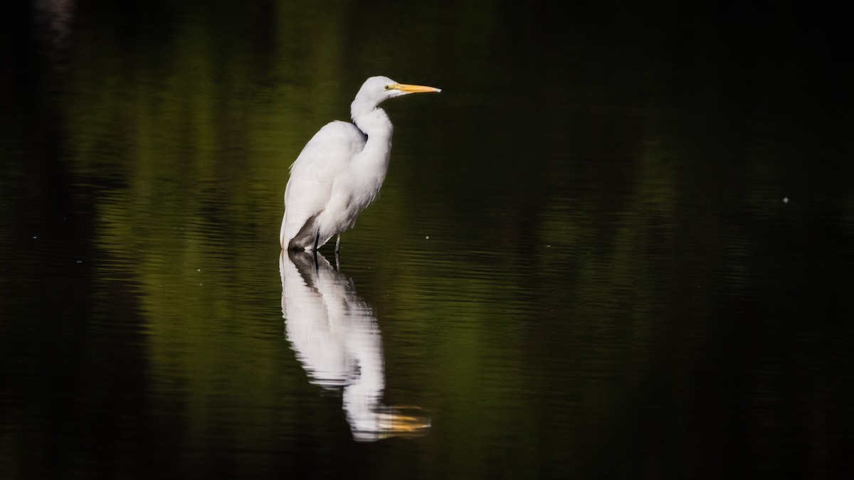 volavka bílá - ML644820205