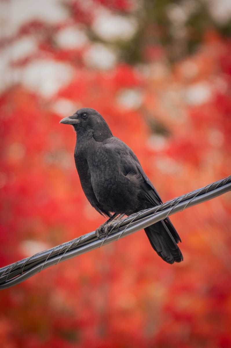American Crow - ML644820223