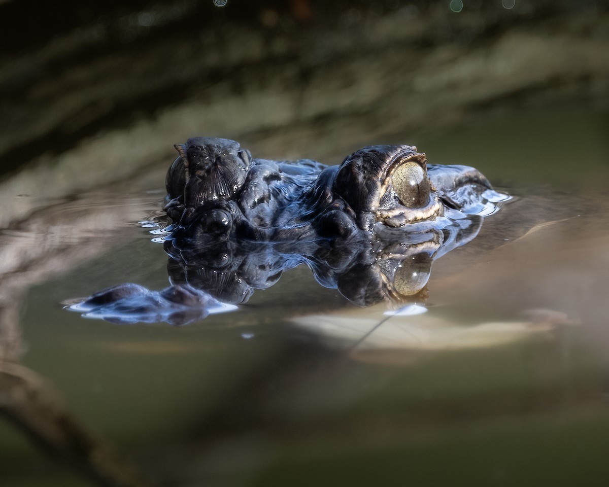 American Alligator - ML644820224