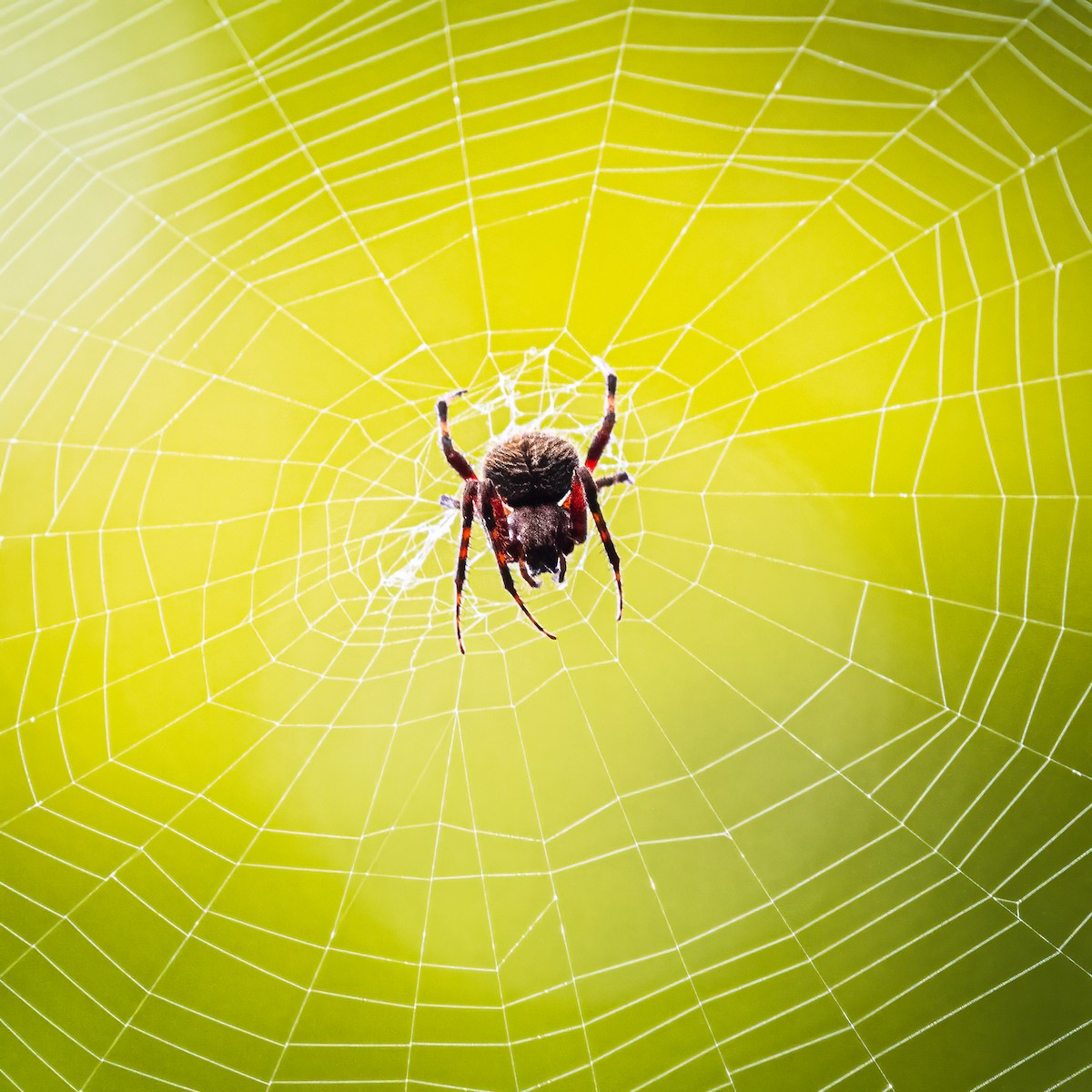 Orbweavers - ML644820226