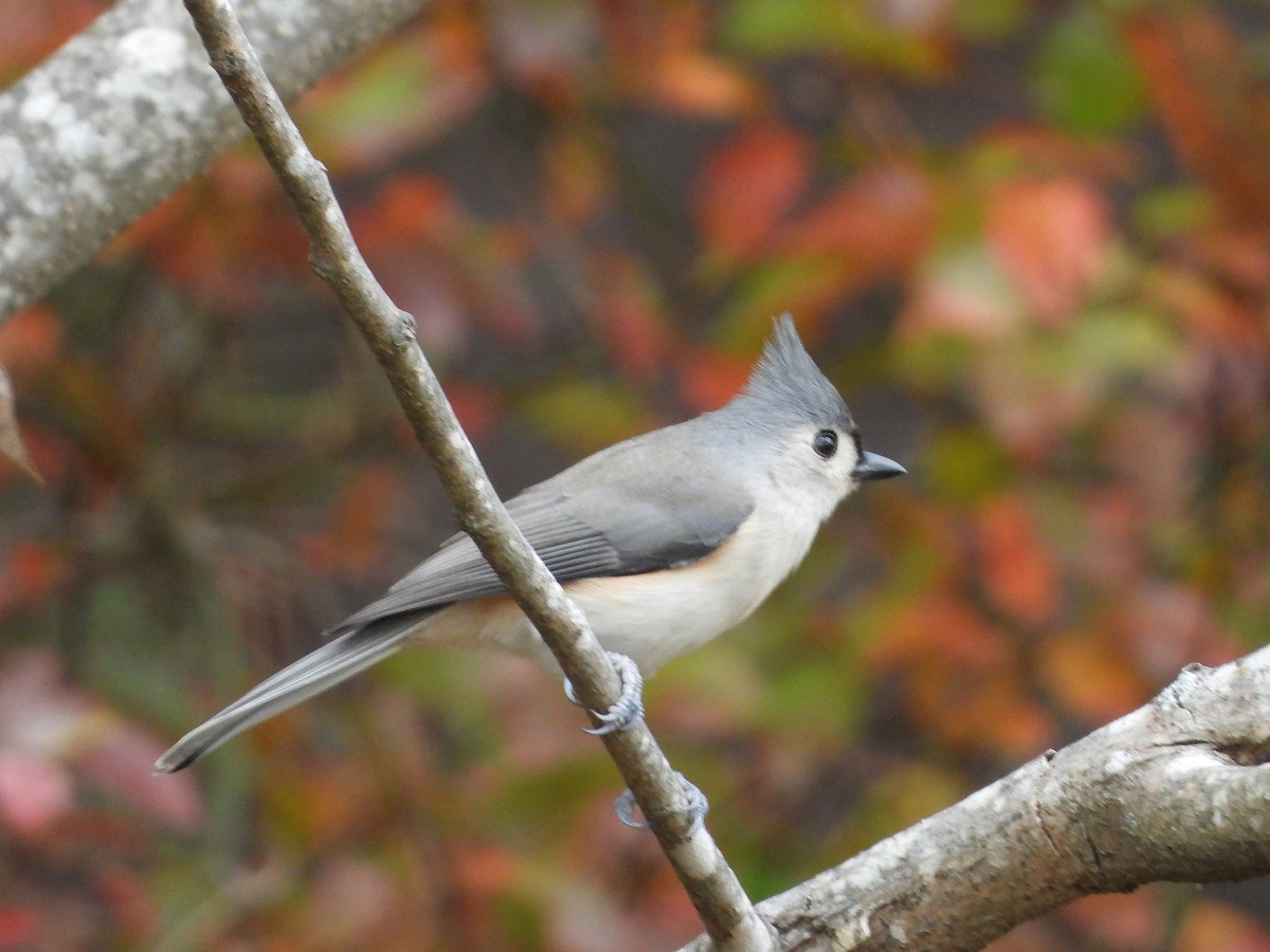 Американская гренадерка - ML644820231