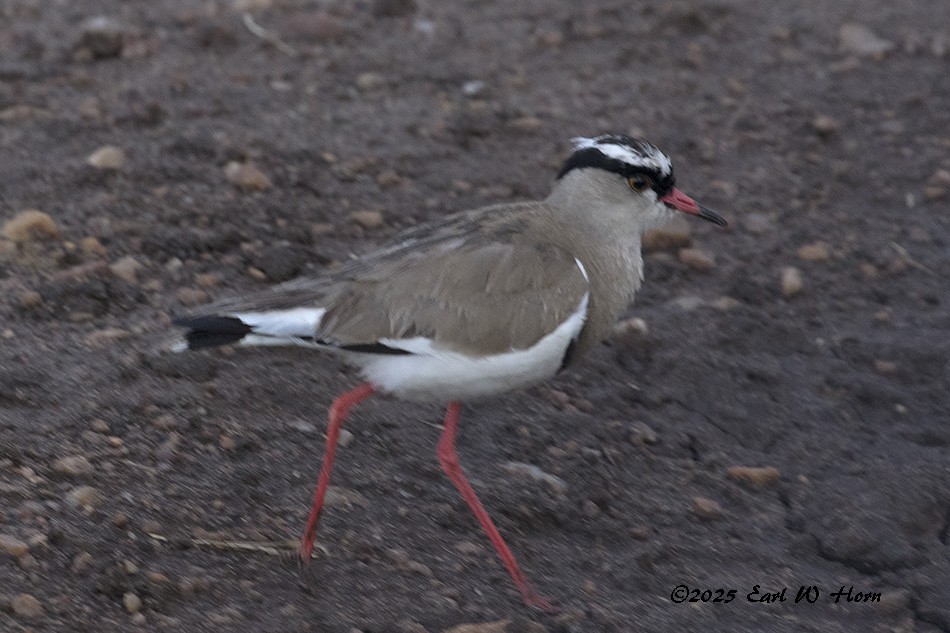 Crowned Lapwing - ML644820241