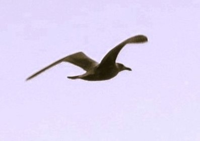 American Herring Gull - ML644820244