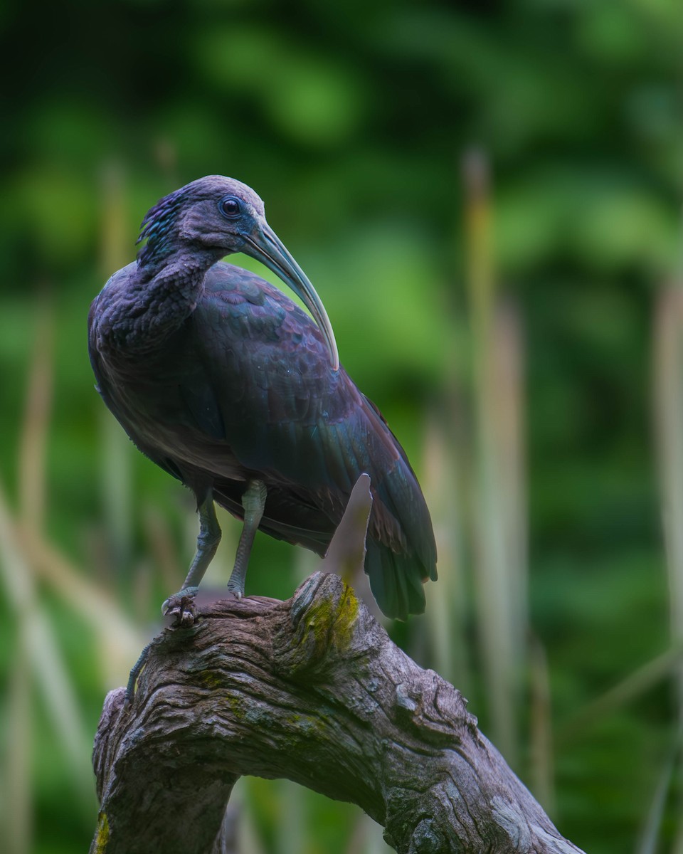 Green Ibis - ML644820251