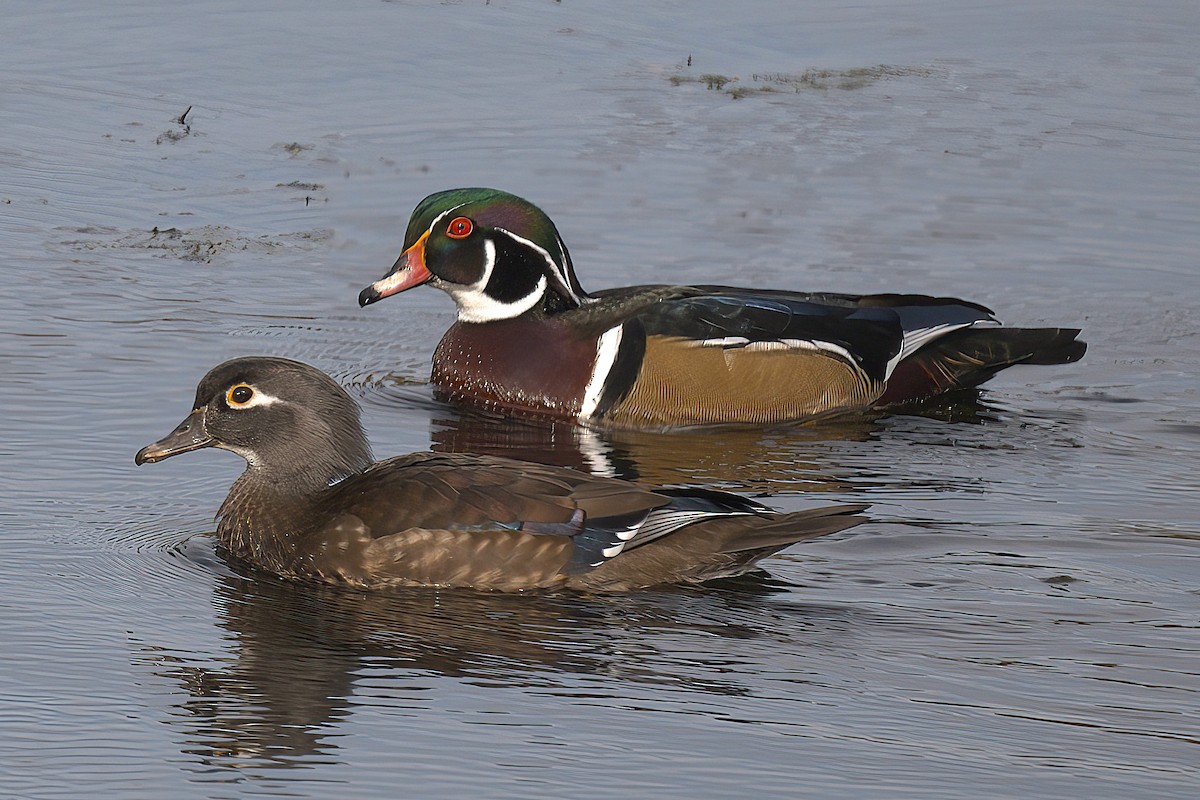 Wood Duck - ML644820259