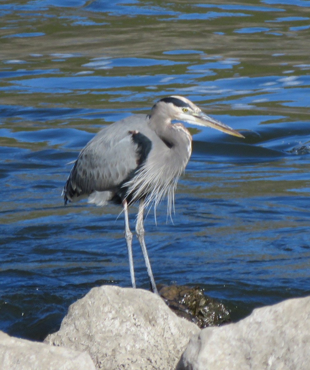 Great Blue Heron - ML644820268