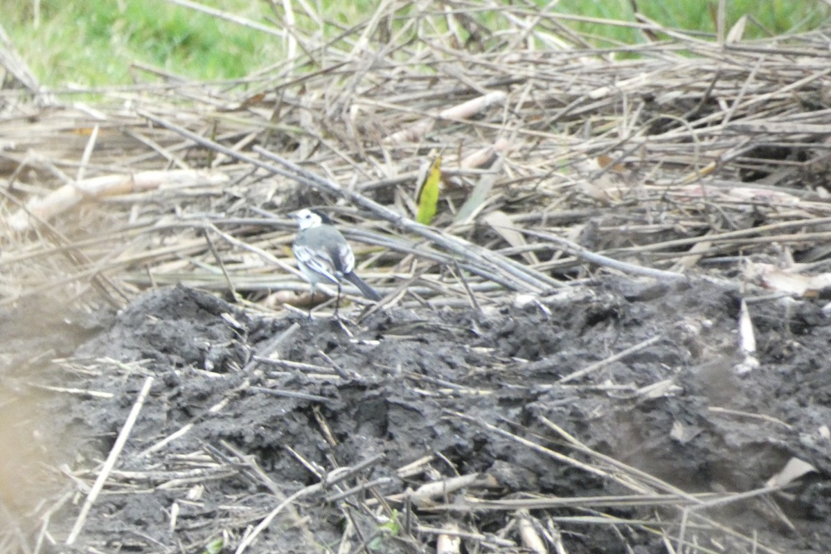 konipas bílý - ML644820292