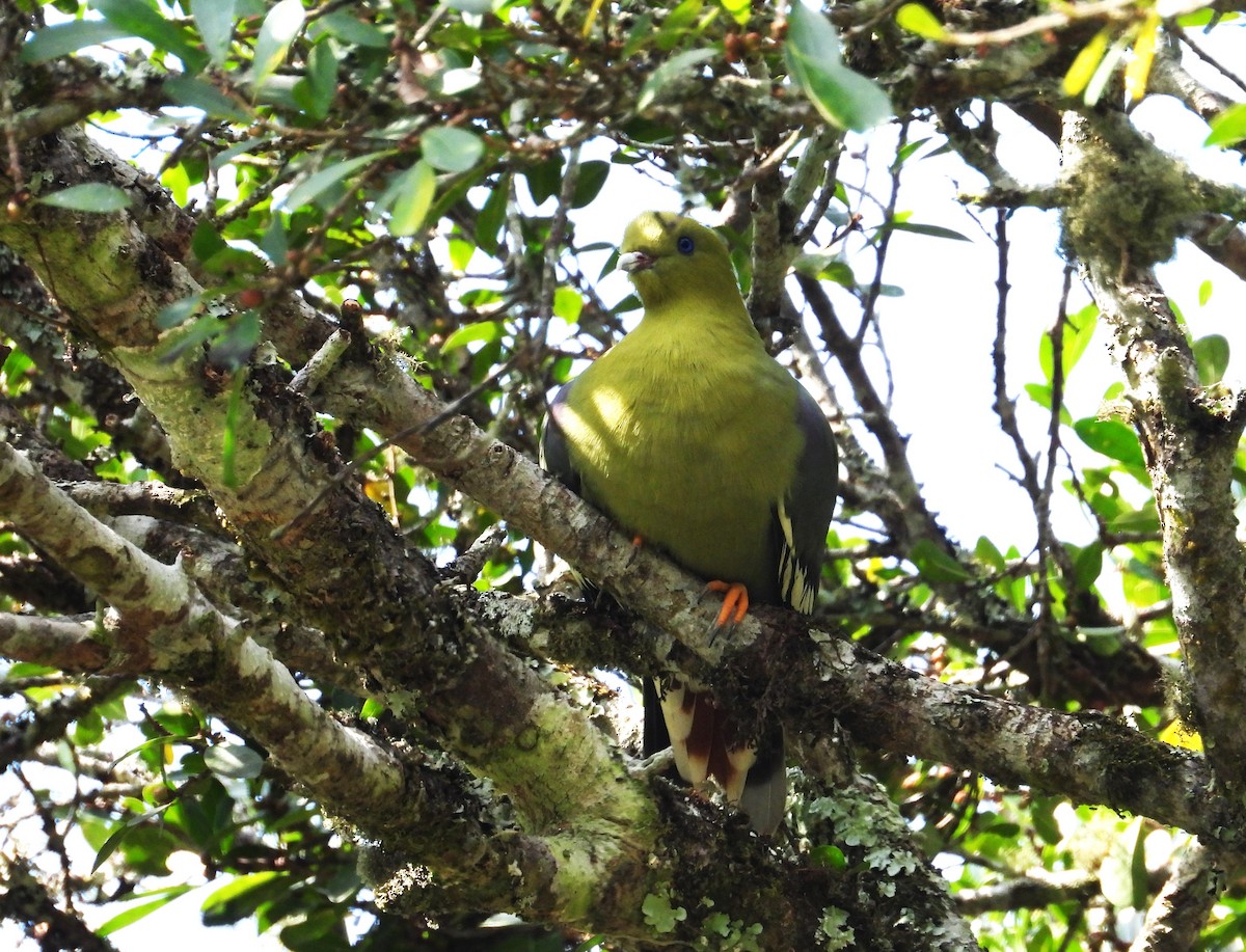 Madagaskargrüntaube - ML644820308