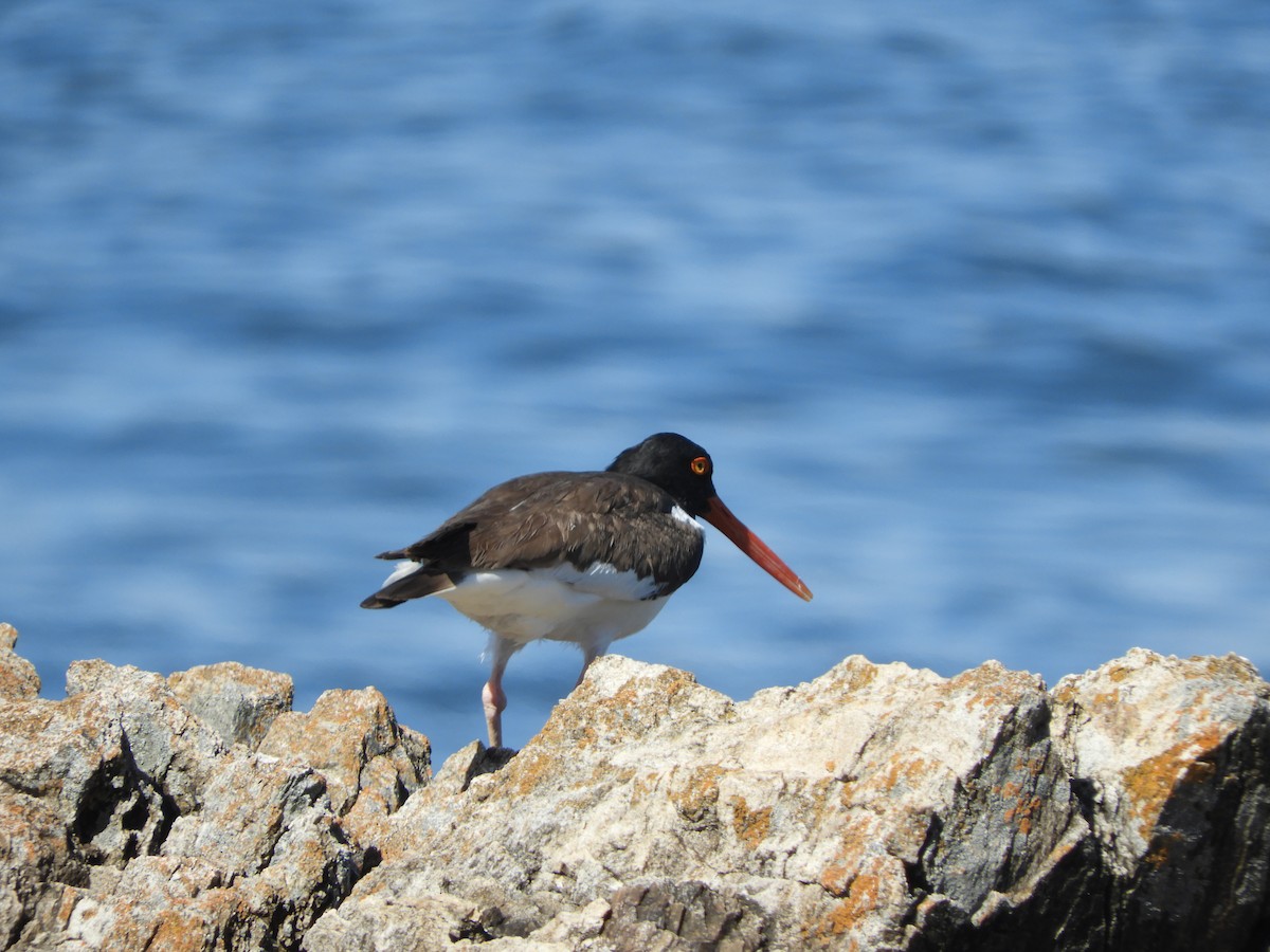 American Oystercatcher - ML644820313