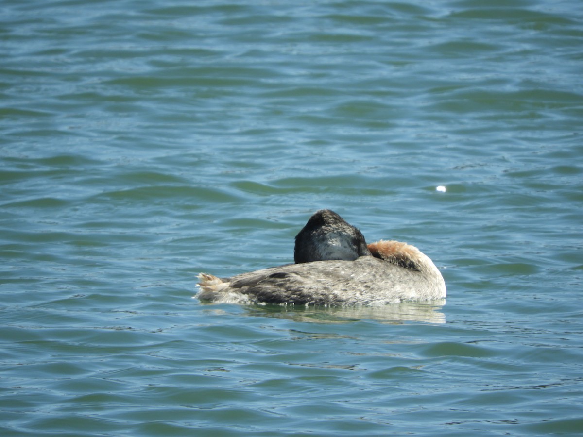 Great Grebe - ML644820318