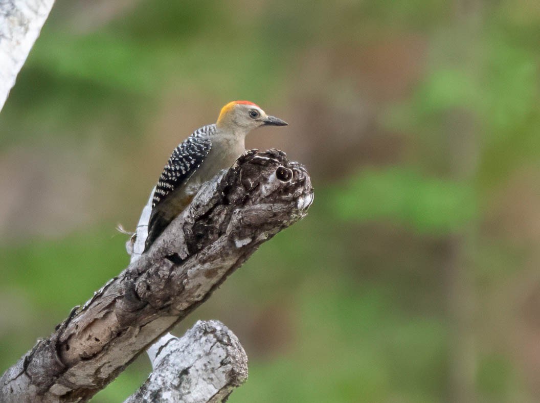 Hoffmann's Woodpecker - ML644820322