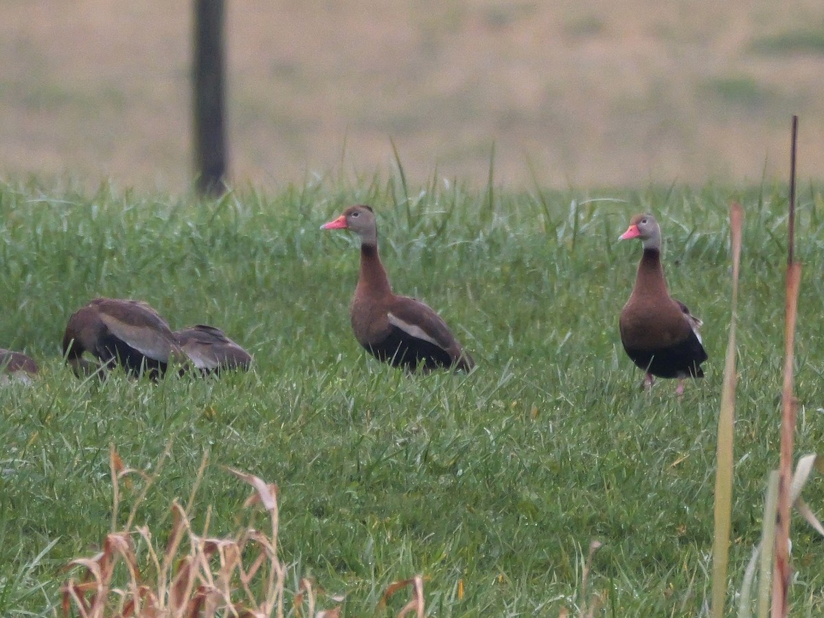 Black-bellied Whistling-Duck - ML644820328